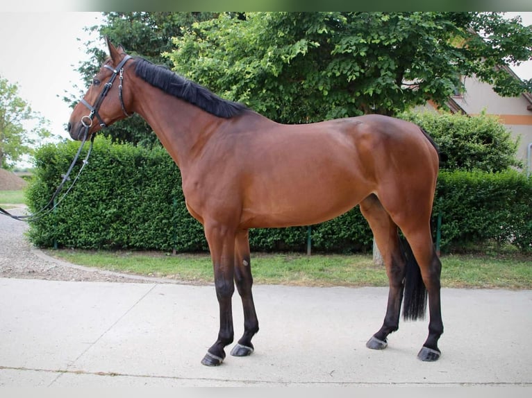 KWPN Mare 4 years 17 hh Bay in B&#xE9;k&#xE9;scsaba