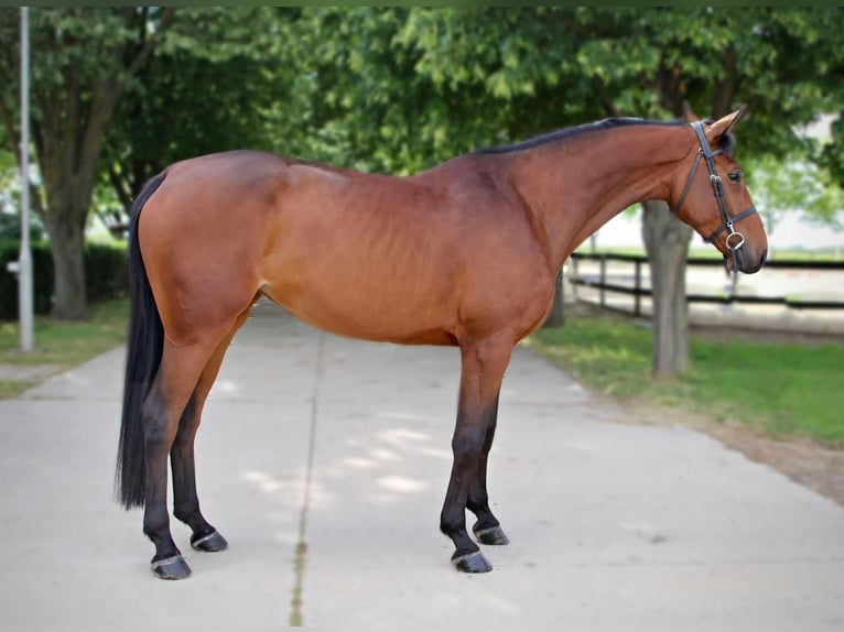 KWPN Mare 4 years 17 hh Bay in B&#xE9;k&#xE9;scsaba