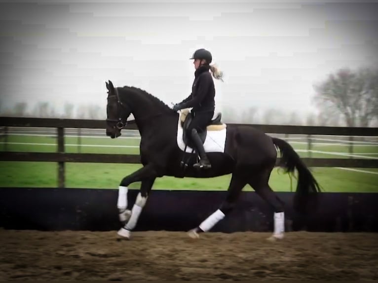 KWPN Mare 4 years 17 hh Black in HEUVELLAND
