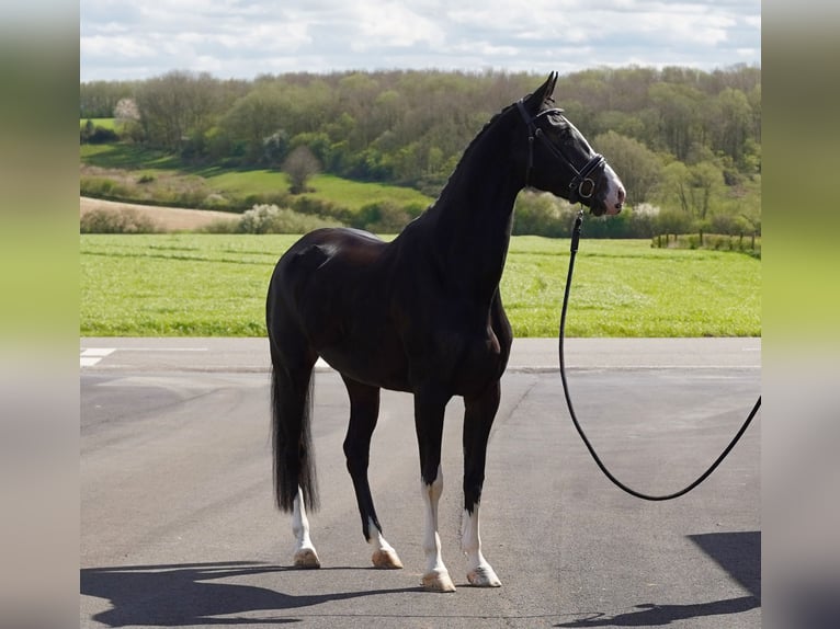 KWPN Mare 4 years 17 hh Black in HEUVELLAND