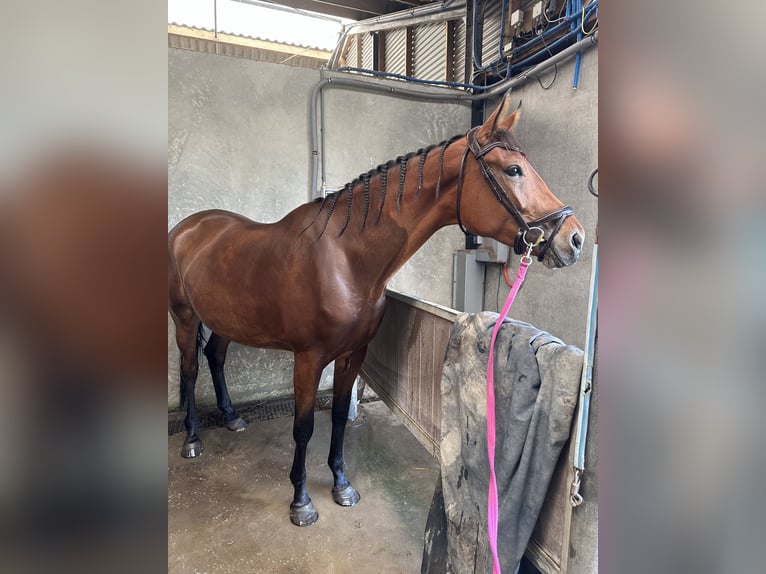 KWPN Mare 4 years 17 hh Brown in Hoofddorp