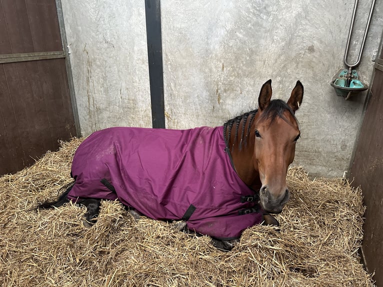 KWPN Mare 4 years 17 hh Brown in Hoofddorp