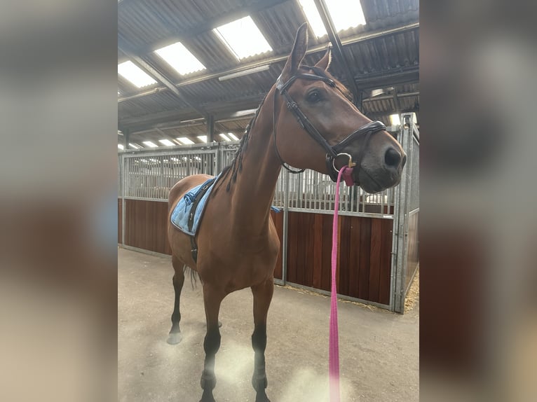 KWPN Mare 4 years 17 hh Brown in Hoofddorp