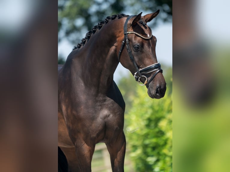 KWPN Mare 4 years 17 hh Brown in Weert