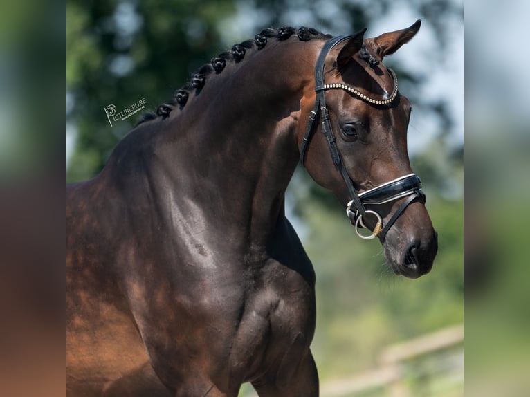 KWPN Mare 4 years 17 hh Brown in Weert