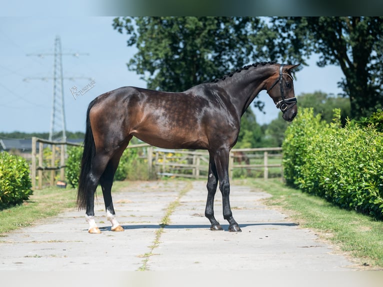 KWPN Mare 4 years 17 hh Brown in Weert