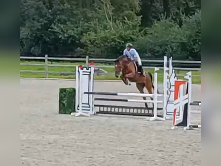 KWPN Mare 4 years 17 hh Brown in Uden