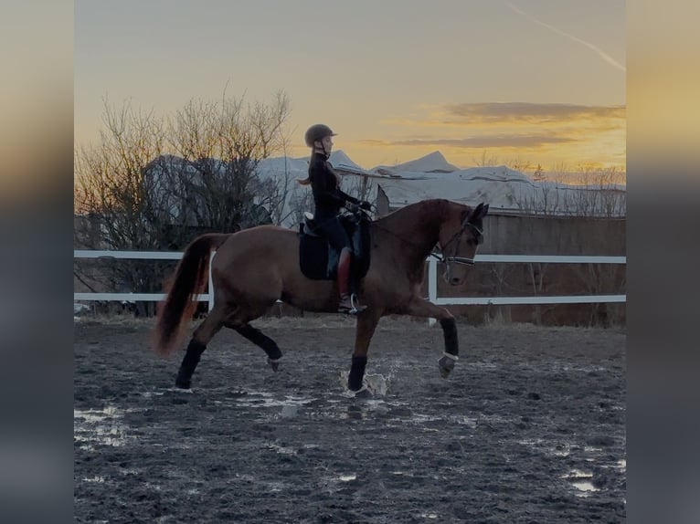 KWPN Mare 4 years 17 hh Chestnut in Moscow