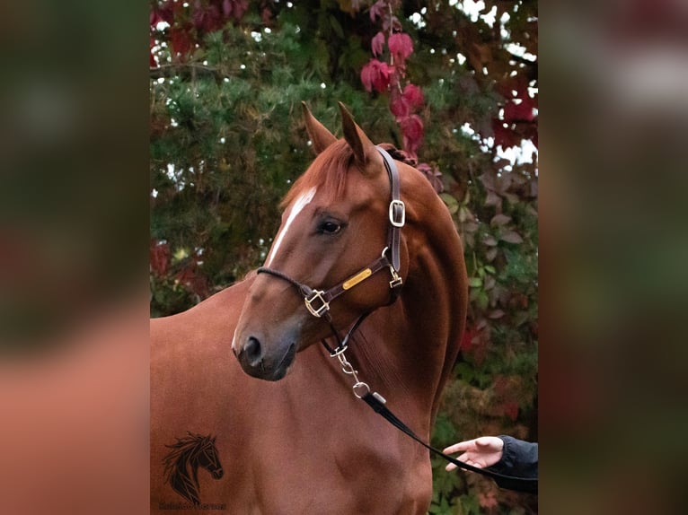 KWPN Mare 4 years 17 hh Chestnut in Moscow