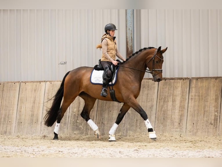 KWPN Mare 4 years 17,1 hh Bay-Dark in Steggerda