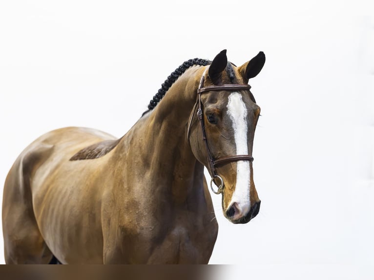 KWPN Mare 4 years 17,1 hh  in Waddinxveen