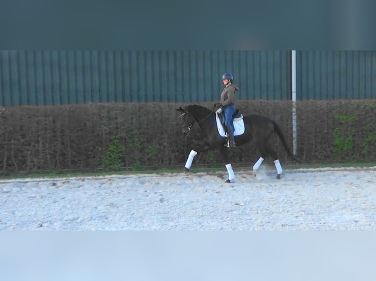 KWPN Mare 4 years Bay-Dark in Mönchengladbach