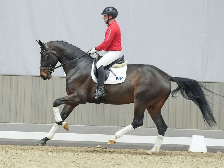 KWPN Mare 4 years Bay-Dark in Münster-Handorf