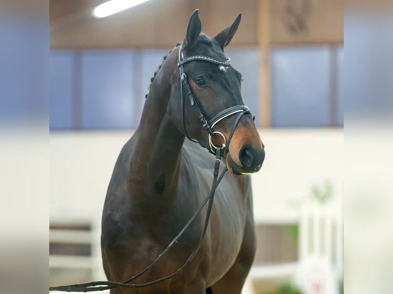 KWPN Mare 4 years Bay-Dark in Münster-Handorf