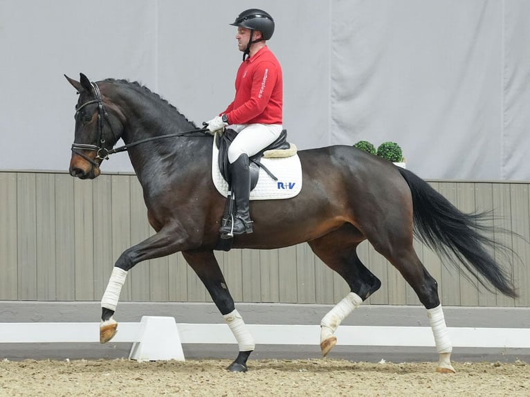 KWPN Mare 4 years Bay-Dark in Münster-Handorf