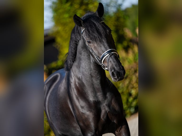 KWPN Mare 4 years Black in Heteren