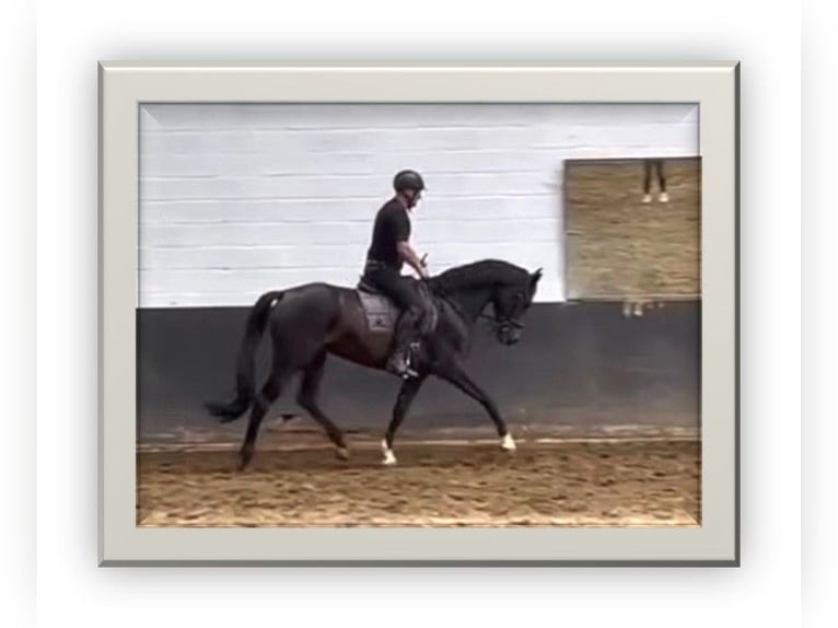 KWPN Mare 4 years Brown in De Haan