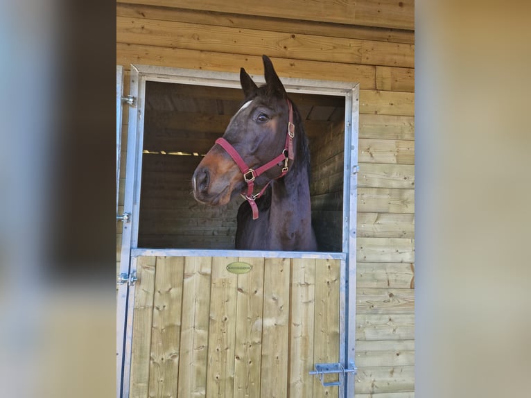 KWPN Mare 4 years Brown in De Haan