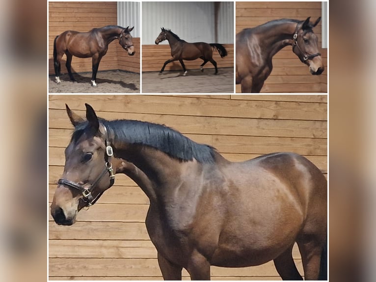 KWPN Mare 4 years Brown in Den Ham