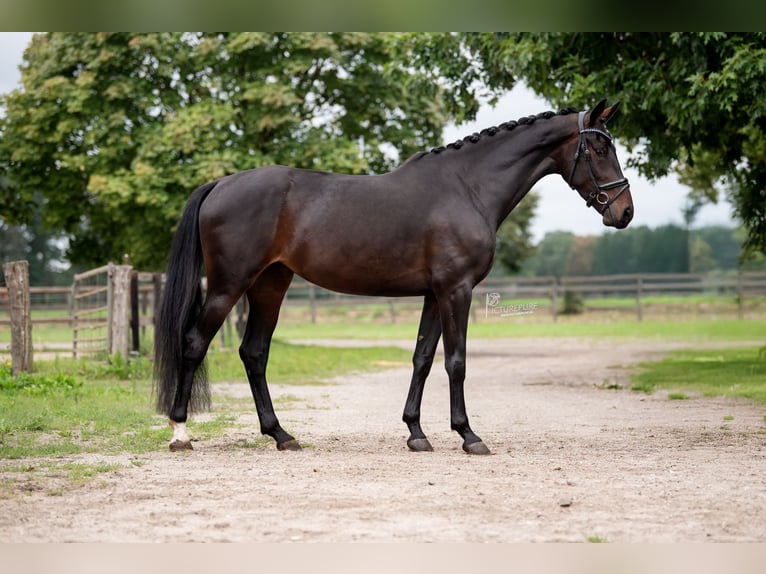 KWPN Mare 4 years Brown in Peer