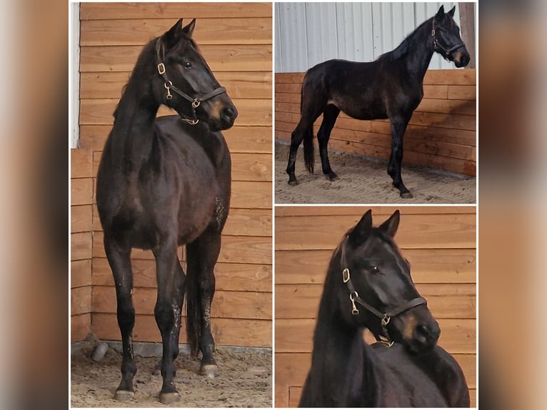 KWPN Mare 4 years in Den Ham