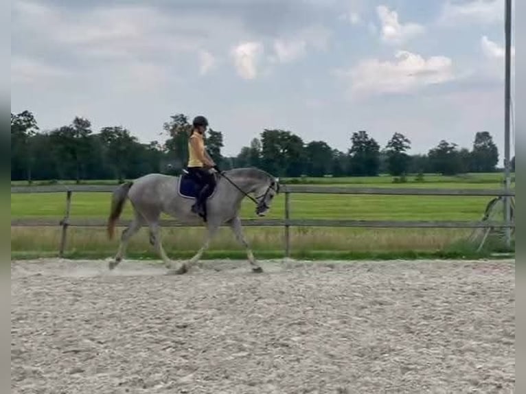 KWPN Mare 4 years Grey in Kardos KWPN Mare 4 years Grey in Kardos