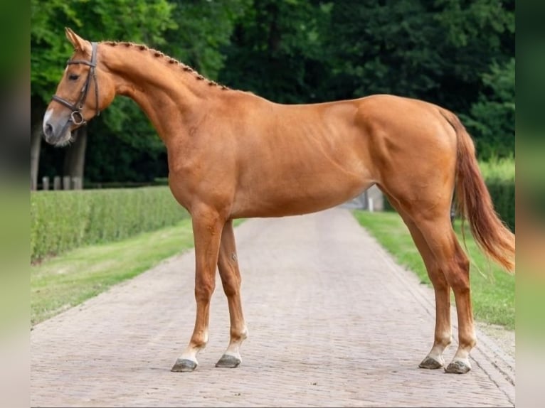 KWPN Mare 4 years in Békéscsaba