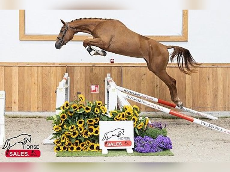 KWPN Mare 4 years in Békéscsaba