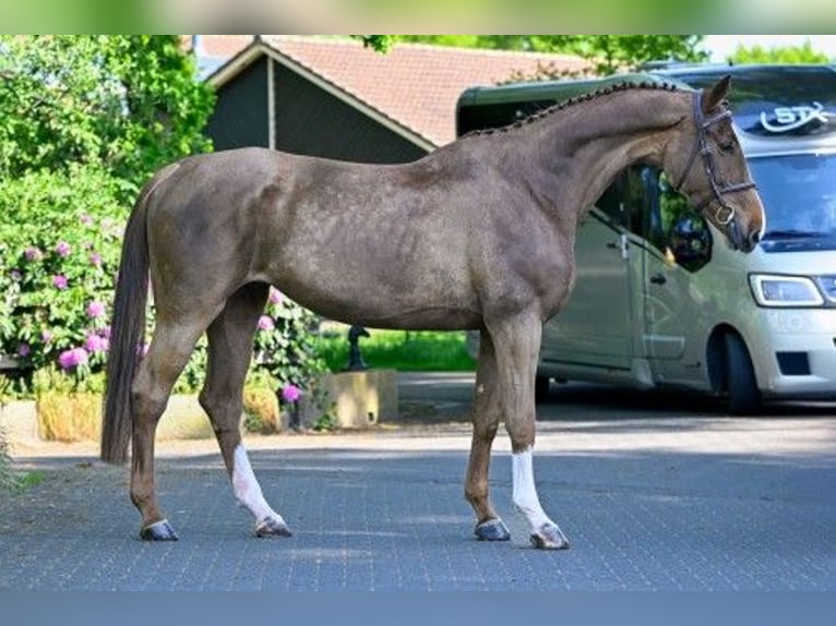 KWPN Mare 4 years in Heerde