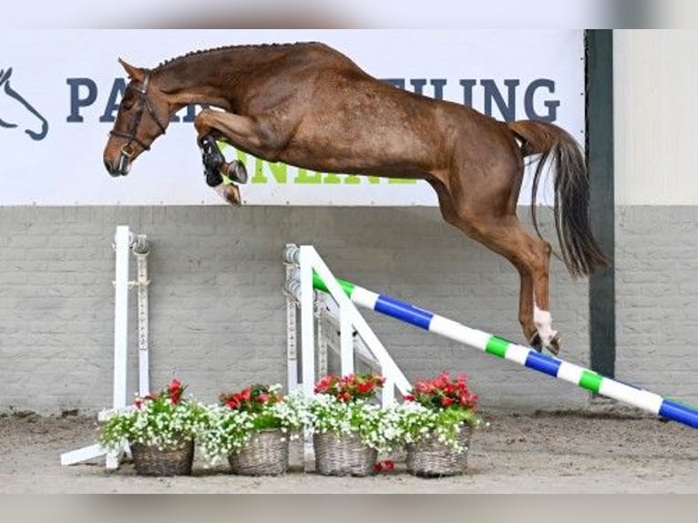 KWPN Mare 4 years in Heerde