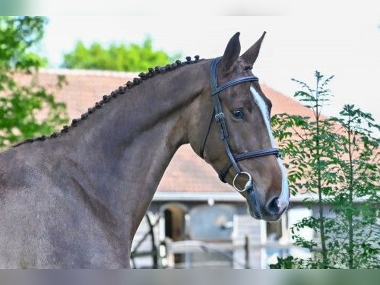 KWPN Mare 4 years in Heerde