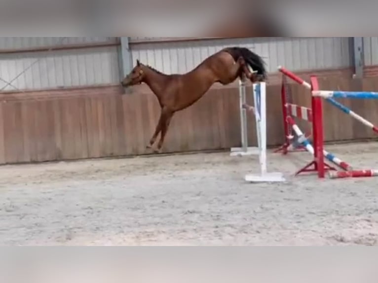 KWPN Mare 5 years 14.1 hh Brown in Gyula