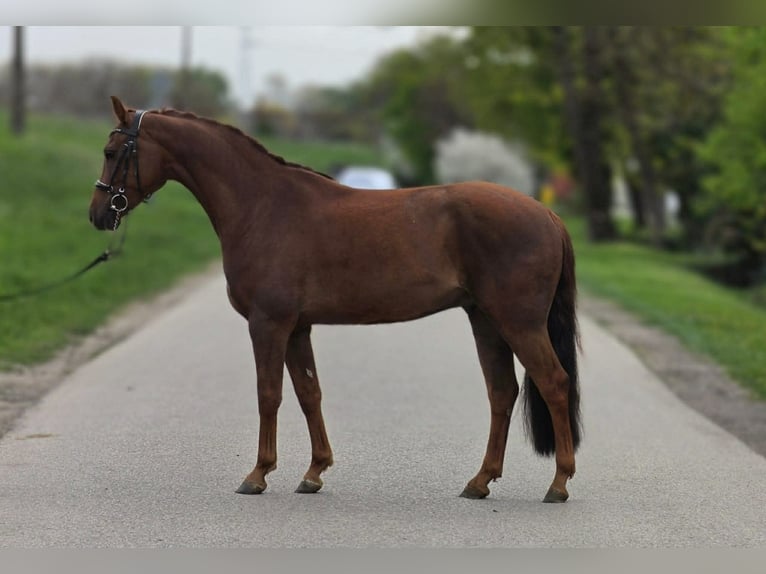 KWPN Mare 5 years 14,1 hh Brown in Gyula