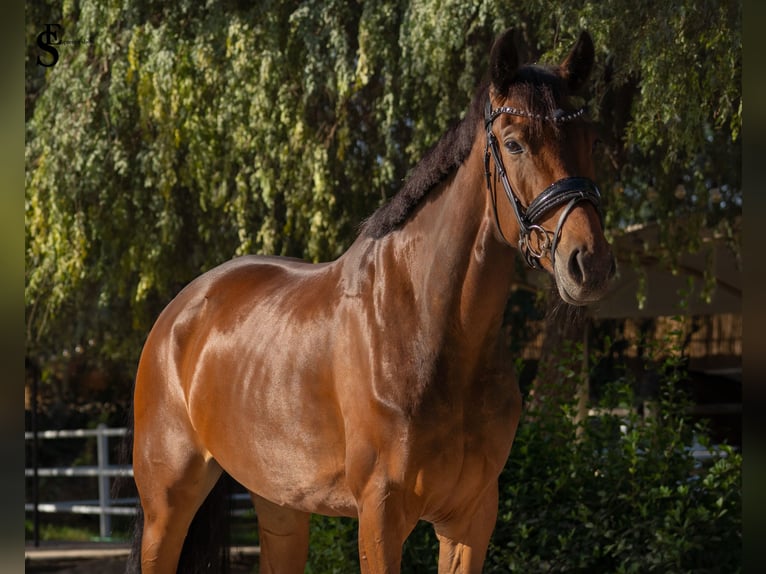 KWPN Mare 5 years 15.2 hh Bay-Dark in Dubai