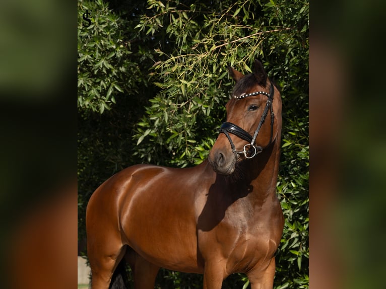 KWPN Mare 5 years 15.2 hh Bay-Dark in Dubai