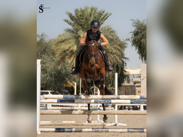 KWPN Mare 5 years 15.2 hh Bay-Dark in Dubai