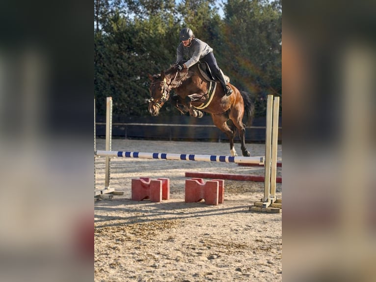 KWPN Mare 5 years 15.2 hh Bay-Dark in Chieti