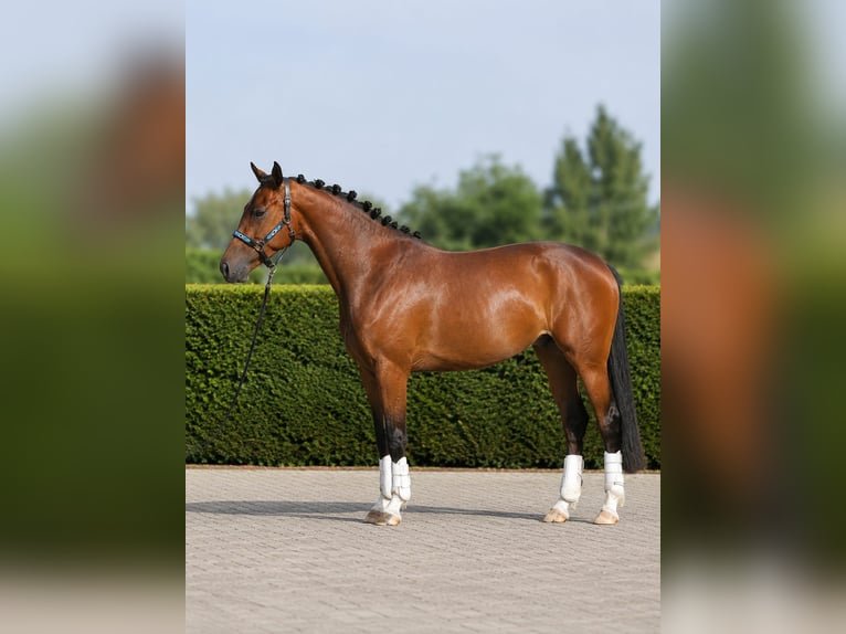 KWPN Mare 5 years 15.2 hh Brown in Mijdrecht