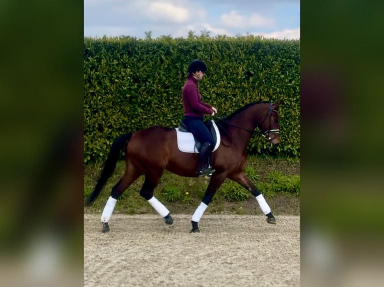 KWPN Mare 5 years 15,2 hh Brown in Simpelveld