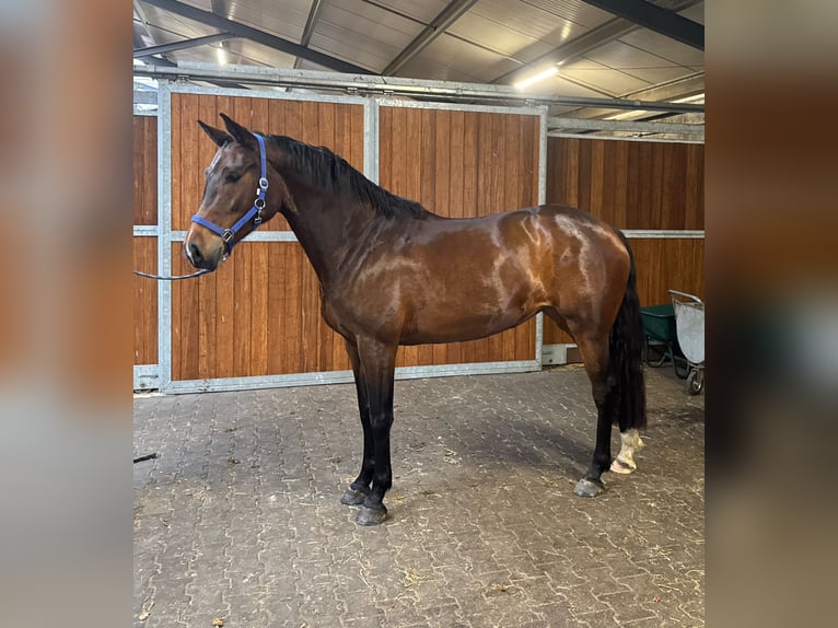 KWPN Mare 5 years 15.2 hh Brown in Chieti