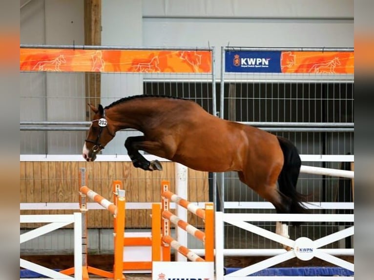 KWPN Mare 5 years 15.2 hh Brown in Waddinxveen