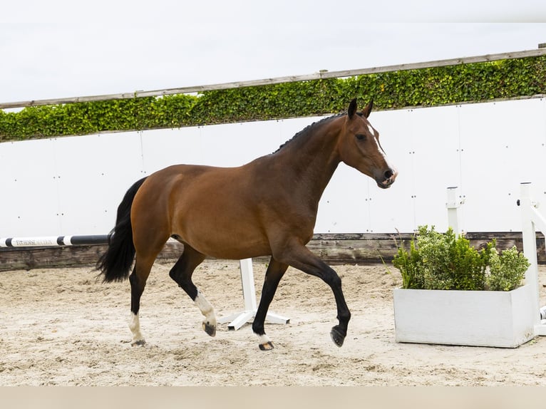 KWPN Mare 5 years 15.2 hh Brown in Waddinxveen