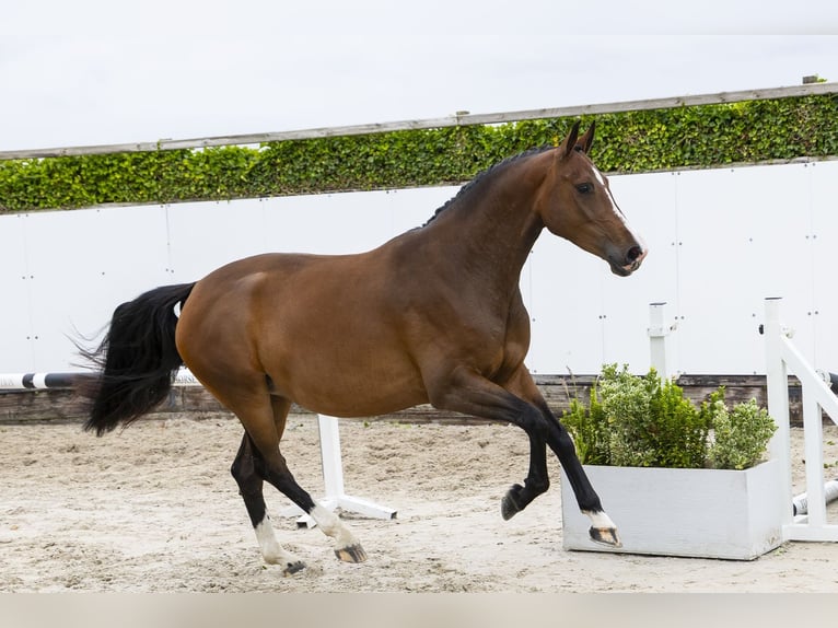 KWPN Mare 5 years 15.2 hh Brown in Waddinxveen