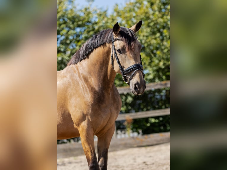 KWPN Mare 5 years 15,2 hh Buckskin in Poeldijk