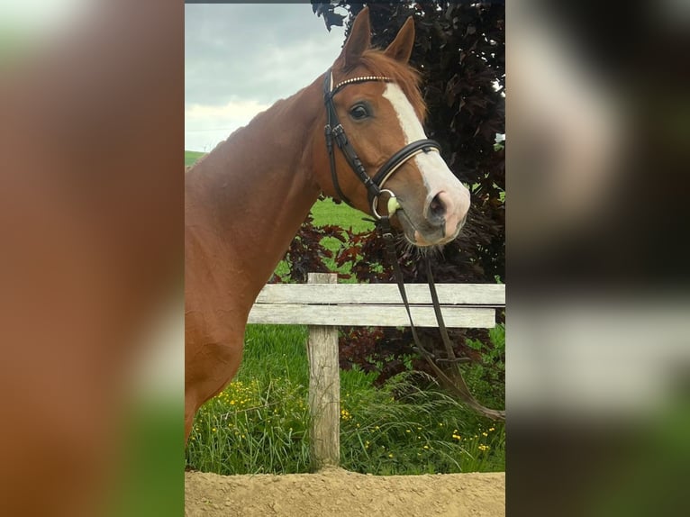 KWPN Mare 5 years 15.2 hh Chestnut-Red in Brilon
