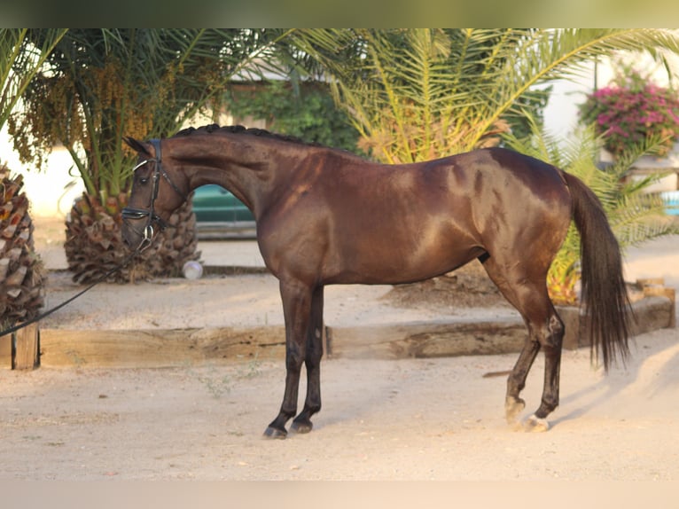 KWPN Mare 5 years 15.3 hh Black in El Rocio