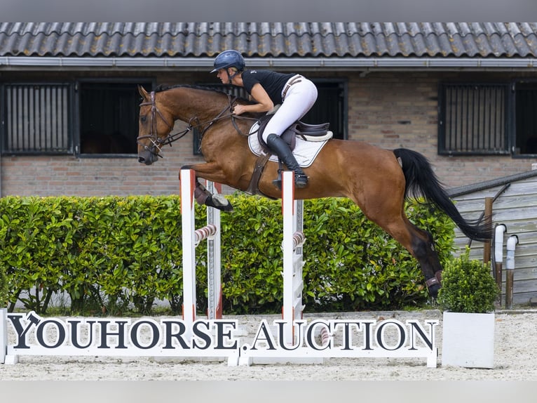 KWPN Mare 5 years 15.3 hh Brown in Waddinxveen
