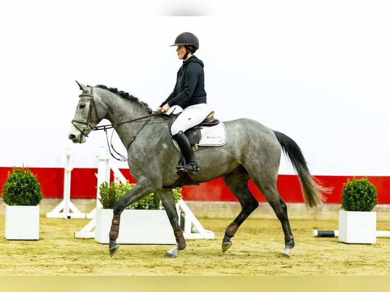 KWPN Mare 5 years 15,3 hh Gray-Dapple in Waddinxveen