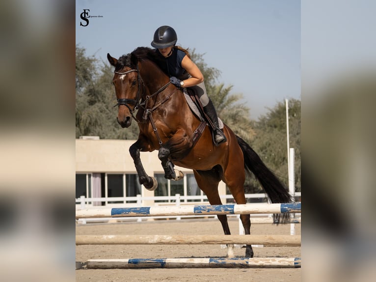 KWPN Mare 5 years 15,2 hh Bay-Dark in Dubai