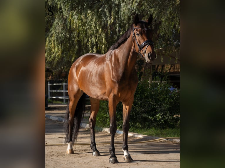 KWPN Mare 5 years 15,2 hh Bay-Dark in Dubai